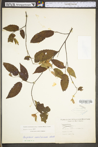 Carpinus caroliniana subsp. virginiana image