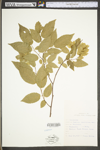 Carpinus caroliniana subsp. virginiana image