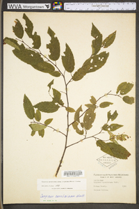 Carpinus caroliniana subsp. virginiana image