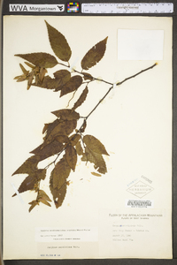 Carpinus caroliniana subsp. virginiana image