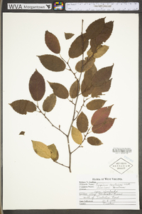 Carpinus caroliniana subsp. virginiana image