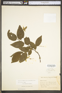 Carpinus caroliniana subsp. virginiana image