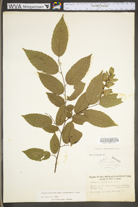 Carpinus caroliniana subsp. virginiana image