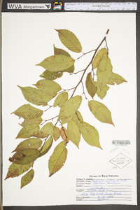 Carpinus caroliniana subsp. virginiana image