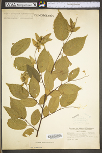 Carpinus caroliniana subsp. virginiana image