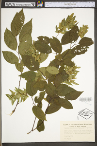 Carpinus caroliniana subsp. virginiana image