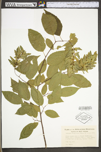 Carpinus caroliniana subsp. virginiana image