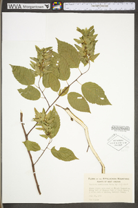 Carpinus caroliniana subsp. virginiana image