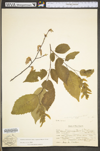 Carpinus caroliniana subsp. virginiana image