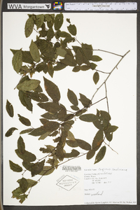 Carpinus caroliniana subsp. virginiana image