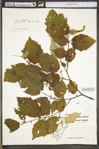 Corylus cornuta var. cornuta image