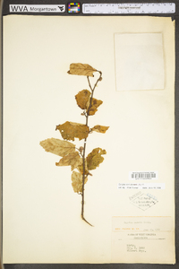 Corylus cornuta var. cornuta image