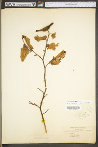 Corylus cornuta var. cornuta image