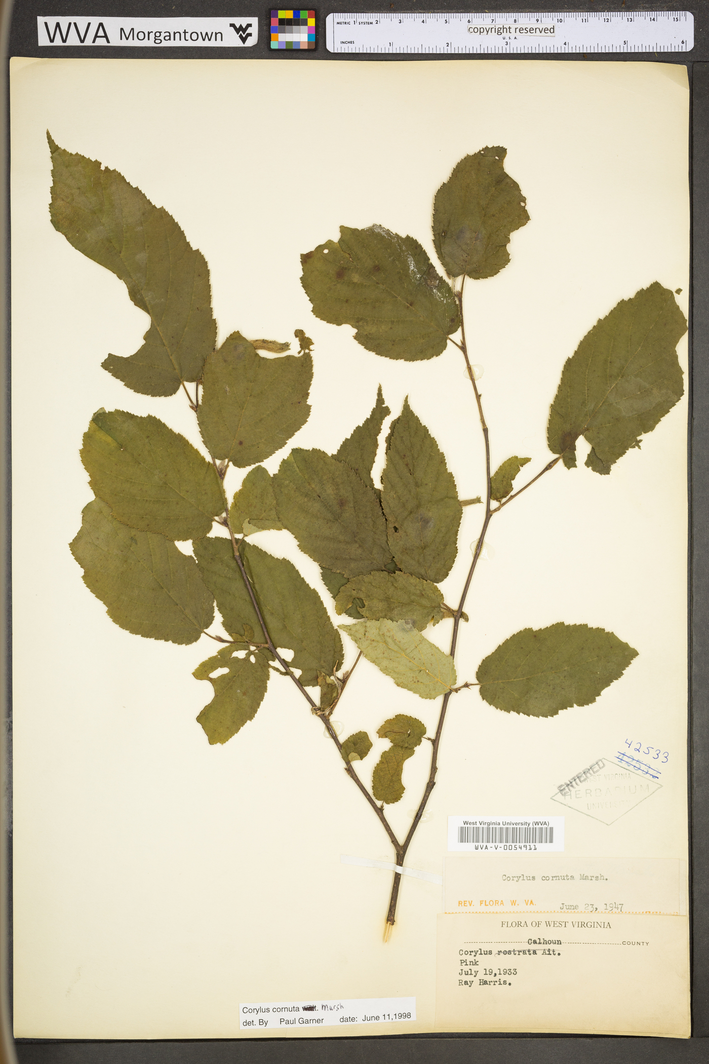 Corylus cornuta var. cornuta image