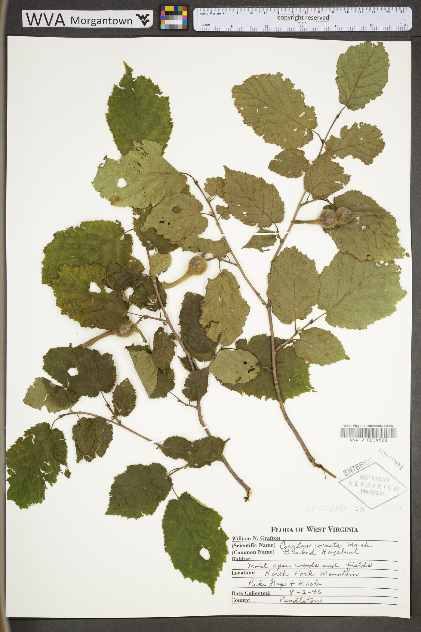 Corylus cornuta var. cornuta image
