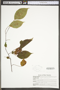 Ostrya virginiana var. virginiana image