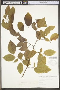 Ostrya virginiana var. virginiana image