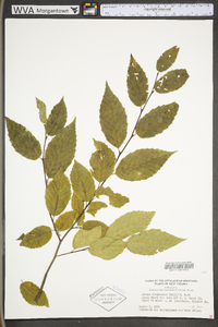 Ostrya virginiana var. virginiana image