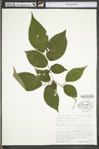 Ostrya virginiana var. virginiana image