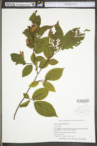 Ostrya virginiana var. virginiana image