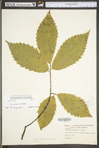 Castanea dentata image