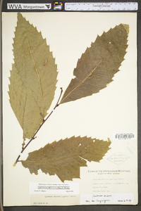 Castanea dentata image