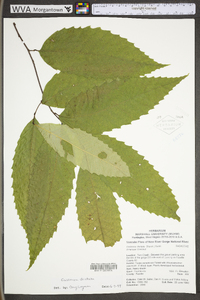 Castanea dentata image