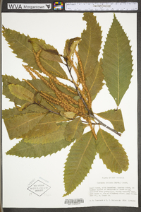 Castanea dentata image