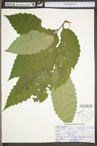 Castanea dentata image