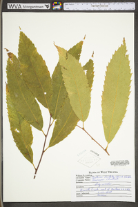 Castanea dentata image