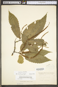 Castanea dentata image