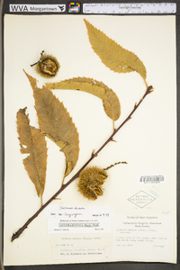 Castanea dentata image