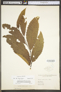 Castanea dentata image