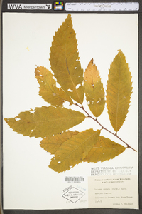 Castanea dentata image