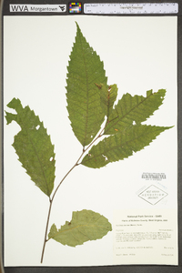 Castanea dentata image