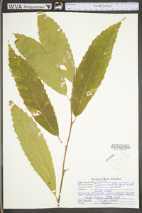 Castanea dentata image