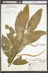 Castanea dentata image