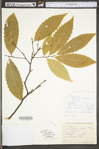 Castanea dentata image