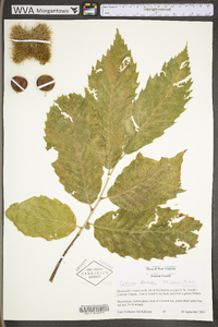 Castanea dentata image