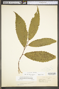 Castanea dentata image