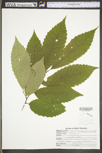 Castanea dentata image