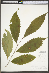 Castanea dentata image