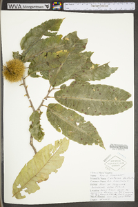 Castanea dentata image