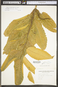 Castanea mollissima image