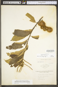 Castanea pumila var. pumila image