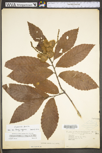 Castanea pumila var. pumila image