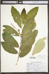 Castanea pumila var. pumila image