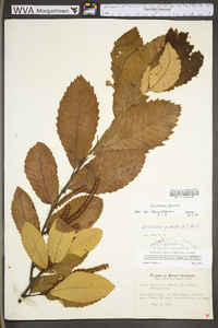 Castanea pumila var. pumila image