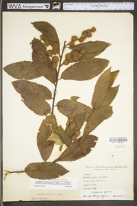 Castanea pumila var. pumila image