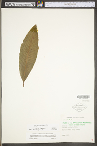 Castanea pumila var. pumila image